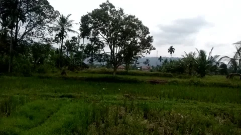 Nature View Stock Footage 229228908