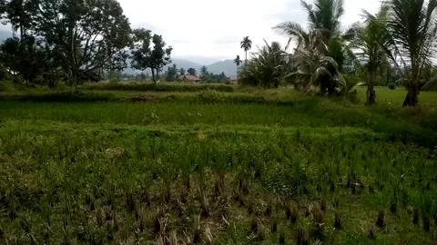 Nature View Stock Footage 229373683