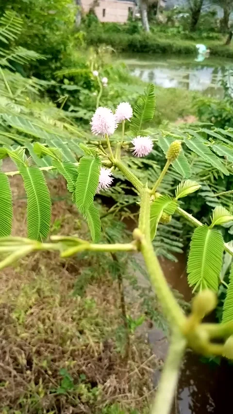 Nature View Video stock 229681031