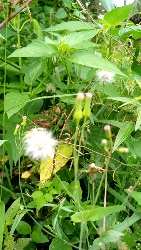 Nature View Stock Footage 229681043