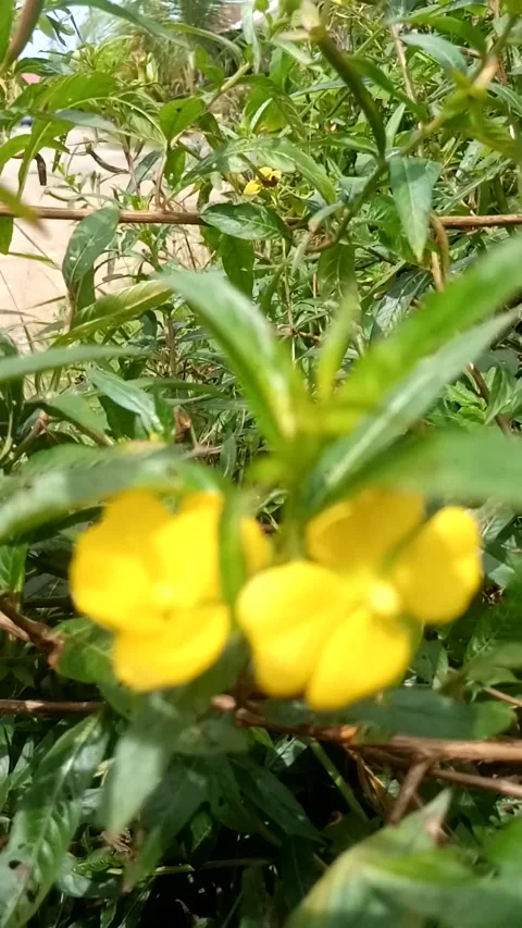 Nature View Video stock 229681055