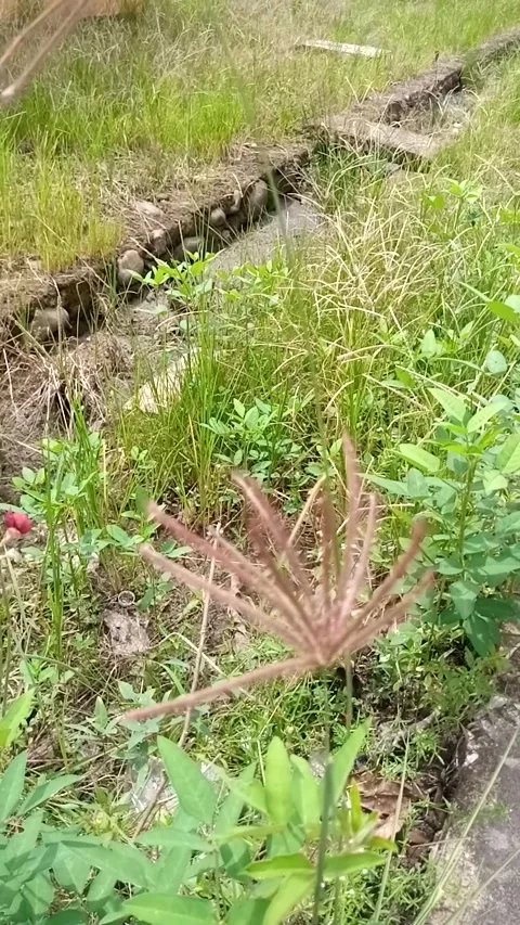 Nature View Video stock 229681075