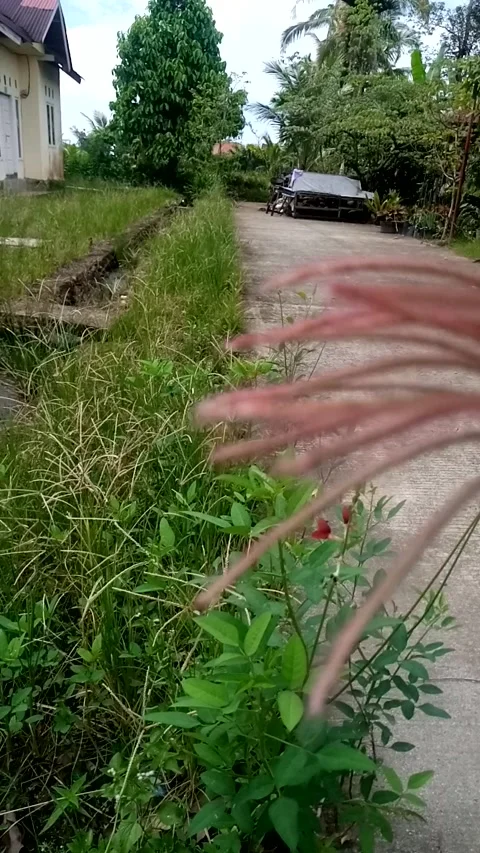 Nature View Stock Footage 229681579