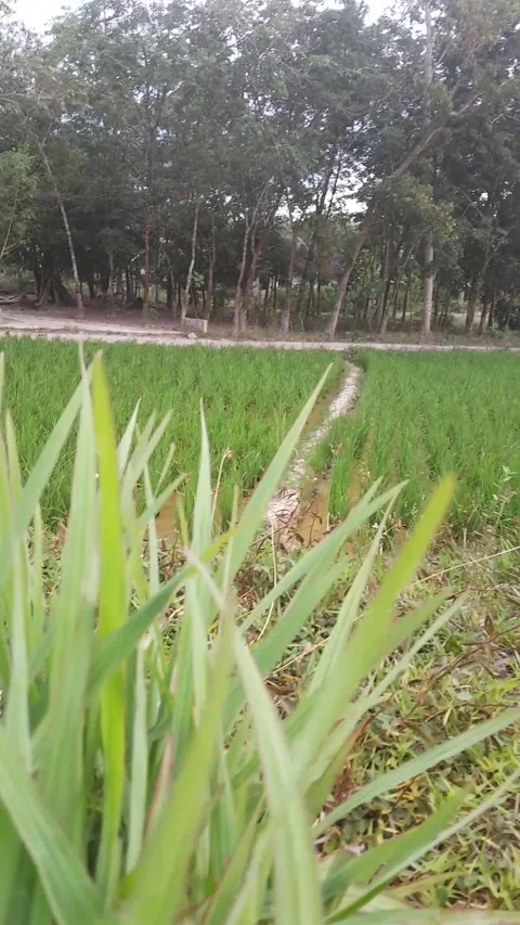 Nature view Video stock 230092735