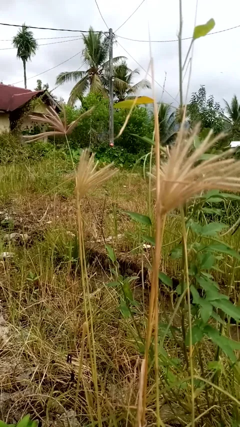 Nature View Stock Footage 230847127