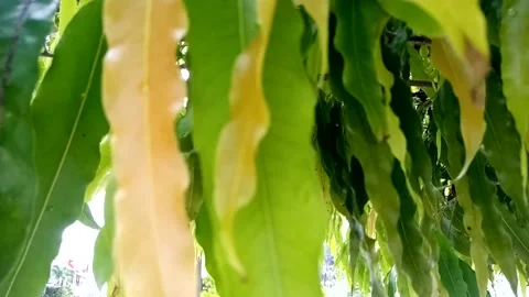 Nature View Stock Footage 231168571