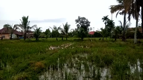 Nature View Stock Footage 231199892