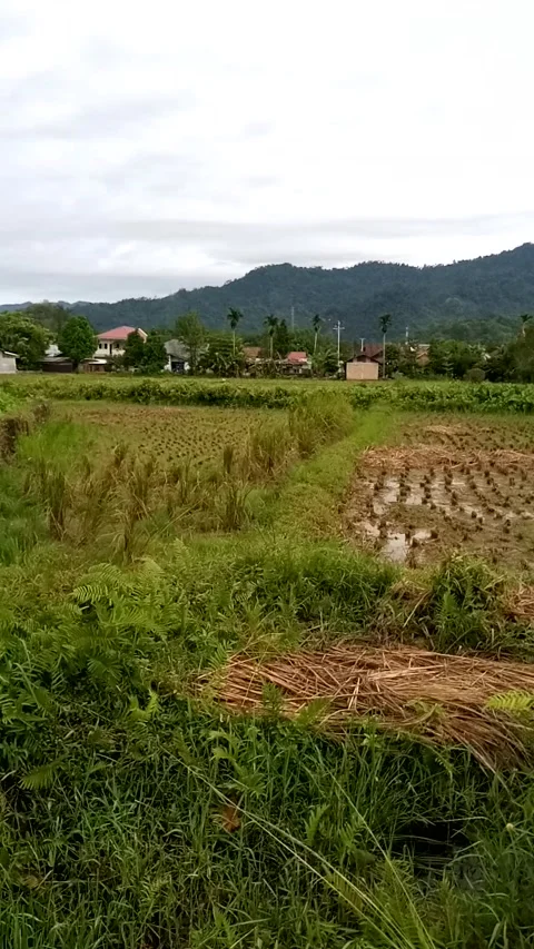 Nature View Video stock 231199914