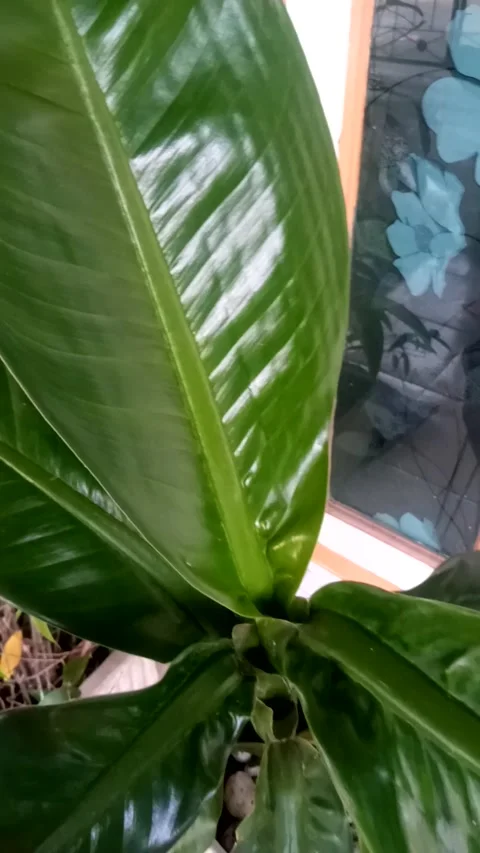 Nature View Video stock 231389612