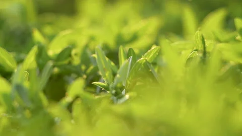 Nature view of green leaf on blurred greenery background in garden with sunbeam. Stock Footage 146498035