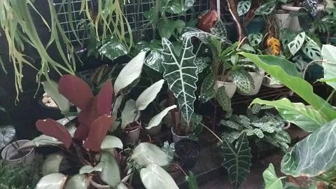 The nature view of heavy rain Stock-Footage 277932601