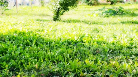Nature view. Lawn and Stock Footage 68616557