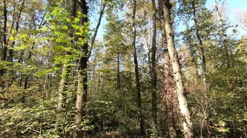 Nature view. Long trees in the forest. Kocaeli, Turkey. Stock Footage 266214518