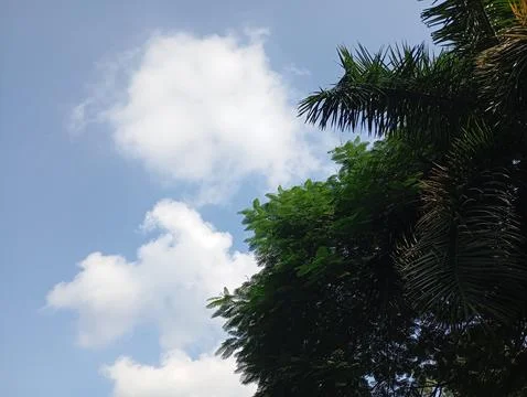 Nature View Looking Up Through Green Leaves Stock Photos