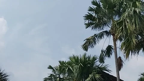 The nature view of palm trees towering Stock-Footage 277931358