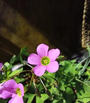 Nature View 스톡 사진