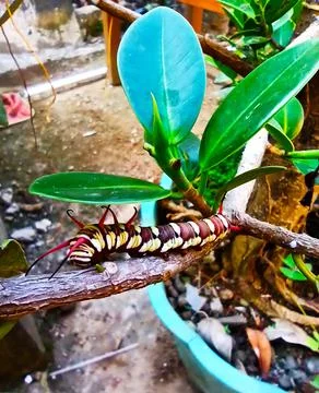 Nature View 스톡 사진