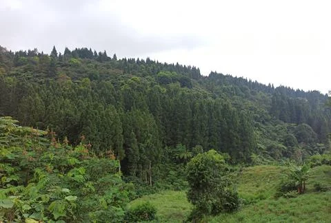 Nature View 스톡 사진