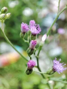 Nature View Stock-Fotos