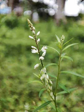 Nature View Stock-Fotos