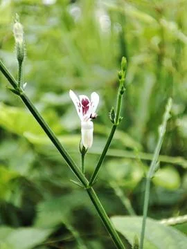 Nature View Stock-Fotos