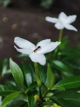 Nature View Stock-Fotos