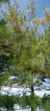 Nature View Stock Photos