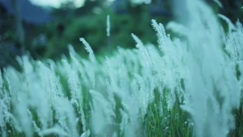 Nature View, Reed Grass Field Swaying From Wind On Nature Autumn Field. Stock Footage 211345478