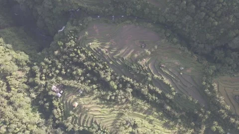 Nature view of the rice fields of Lemukih village Video stock 221836102