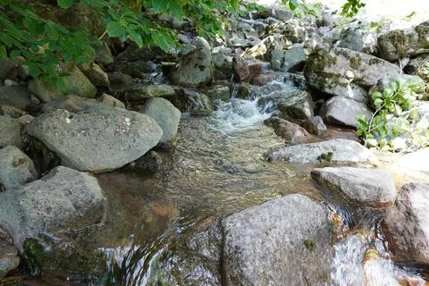 The nature view in the stream bed and the plants next to it Stock Photos