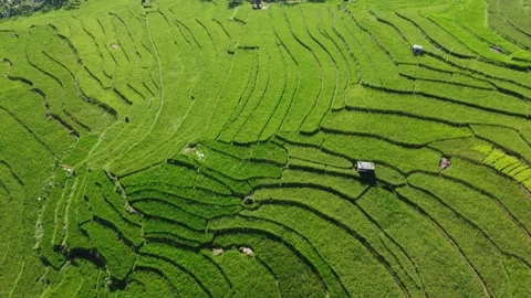 Nature view terraced rice fields in Java Stock Footage 196076923