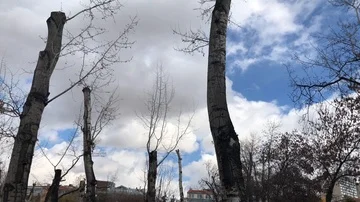 Nature view , trees and clouds. 스톡 동영상 85976750