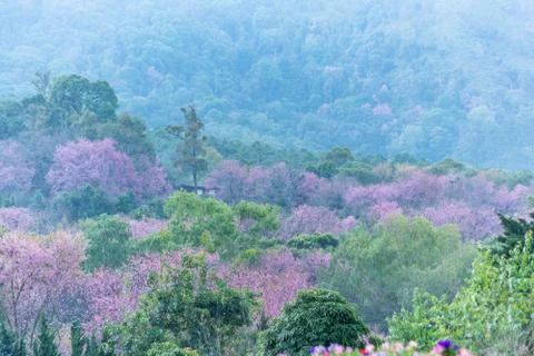 Nature view trees Stock Photos