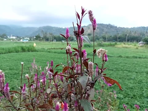 Nature view vavation Stock Footage 208259594