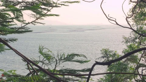 Nature view of wind sea through trees. Stock Footage 108844473