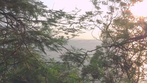 Nature view of wind sea through trees. Tilt down. Stock Footage 109526250