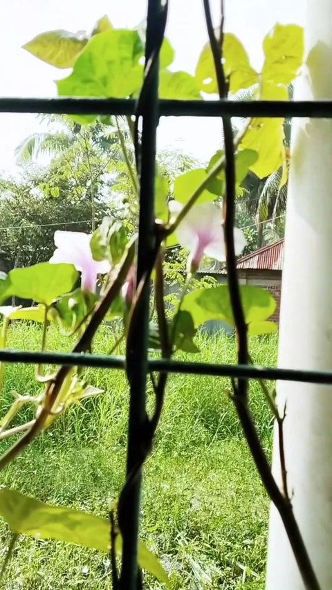 Nature view from window and the window is surrounded by vines and flowers HD 스톡 동영상 302043281