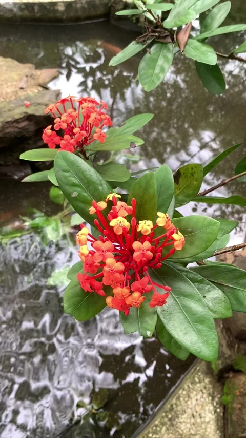 Nature Views Video stock 242751795