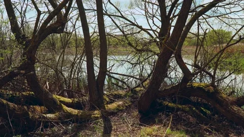 Nature views with lake, forest, field, clouds in a sunny day.  Video 2 Stock Footage 131457041