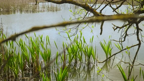 Nature views with lake, forest, field, clouds in a sunny day.  Video 1 Stock Footage 131457044