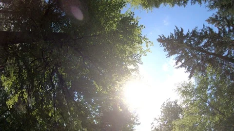 Nature views in pine forest See the sky in the spring season Stock-Footage 90267971