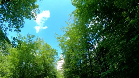 Nature views in pine forest See the sky in the spring season Stock Footage 90268746