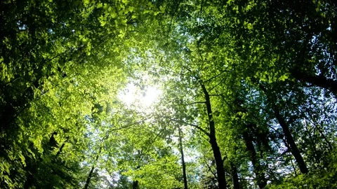 Nature views in pine forest See the sky in the spring season Stock Footage 90269531