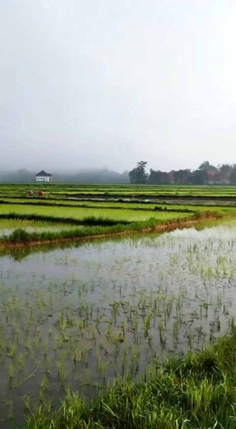 Nature in the Village Video stock 221763953