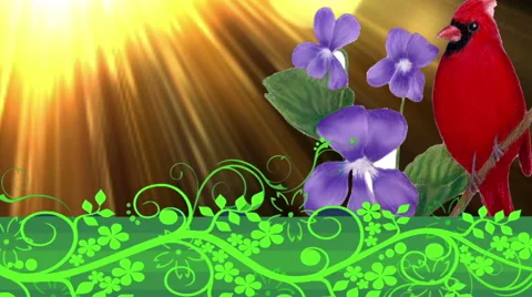 Nature, Violet Flowers Stock Footage 45955060
