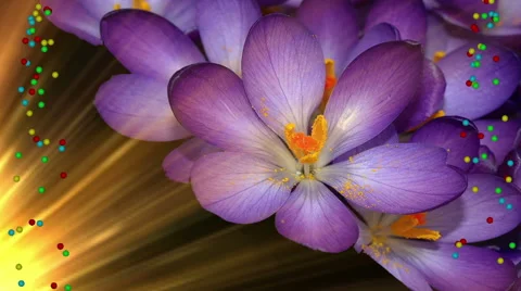 Nature, Violet Flowers, Sun Rising Stock Footage 45956519