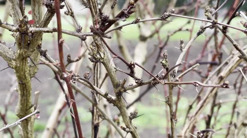 Nature waking up in springtime, bare tree branches with buds and opening young Stock Footage 273365862