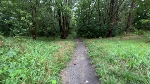 Nature Walk-along-the-path Stock Footage 309373506
