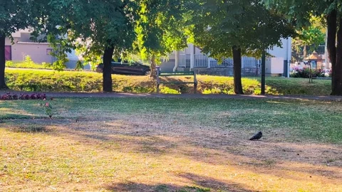 Nature Walk Vídeo Stock 307370762