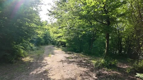 Nature Walk in Forest – Calm Path with Sunlight (1 min) Stock Footage 312014727